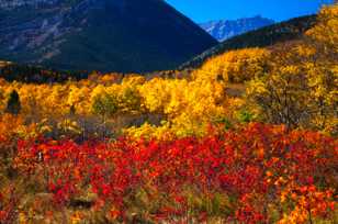 Fall in the Kananaskis region-1443